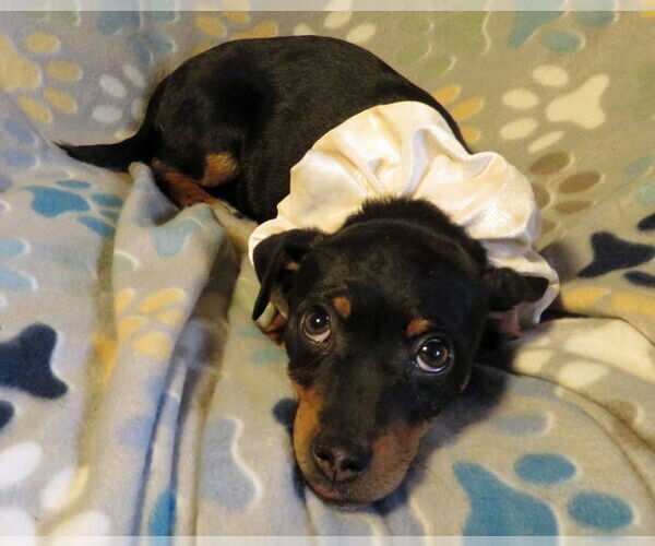 Medium Photo #2 Jack Chi Puppy For Sale in Grovertown, IN, USA