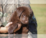 Small Photo #7 Labrador Retriever Puppy For Sale in GIBSONVILLE, NC, USA