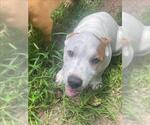 Small #1 American Pit Bull Terrier Mix