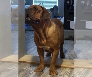 Mother of the Dogue de Bordeaux puppies born on 12/15/2024