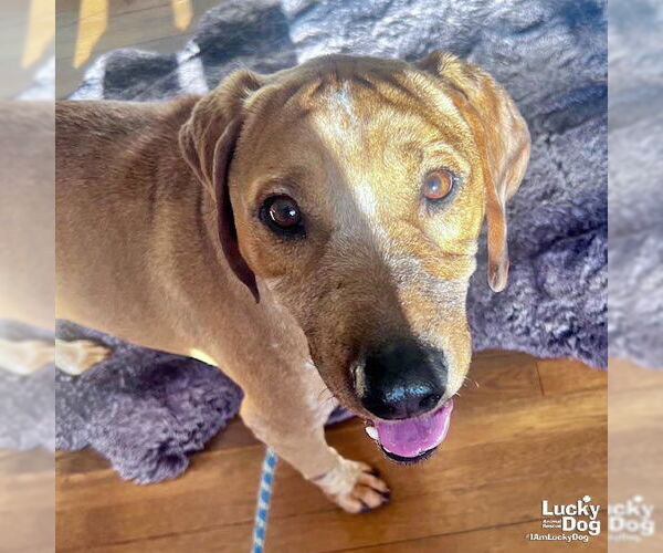 Medium Photo #5 Labrador Retriever-Unknown Mix Puppy For Sale in Washington, DC, USA