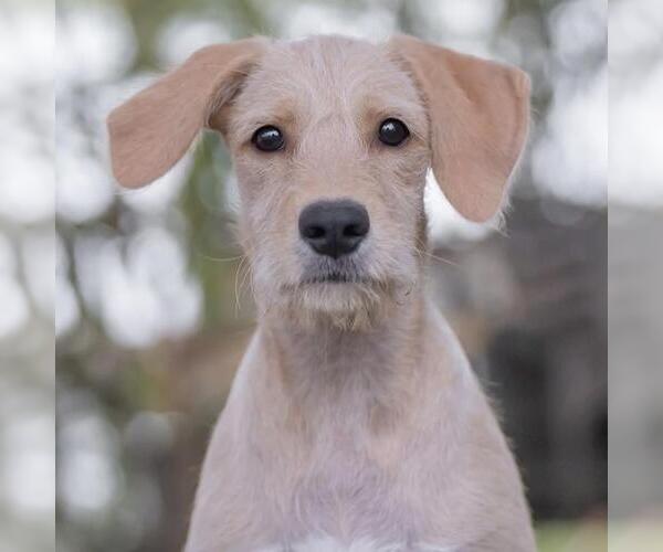 Medium Photo #4 Colonial Cocker Spaniel-Unknown Mix Puppy For Sale in San Diego, CA, USA