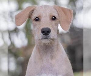 Surf Pup - Glassy - Female Colonial Cocker Spaniel-Unknown Mix Dog for Adoption - Photo #4