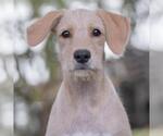 Small Photo #4 Colonial Cocker Spaniel-Unknown Mix Puppy For Sale in San Diego, CA, USA