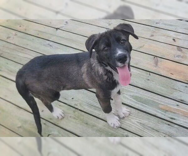 Medium Photo #9 Labrador Retriever-Unknown Mix Puppy For Sale in Murfreesboro, NC, USA