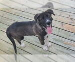 Small #8 Labrador Retriever Mix