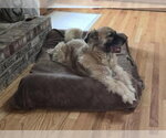 Small #12 Golden Retriever Mix