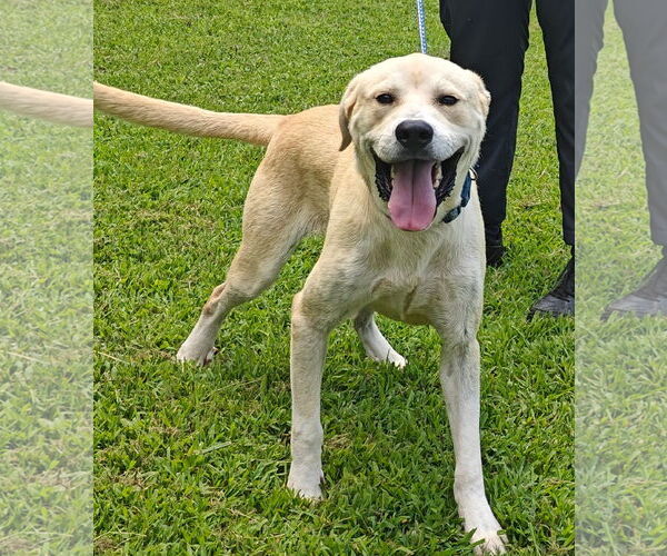 Medium Photo #4 Labrenees Puppy For Sale in Talladega, AL, USA