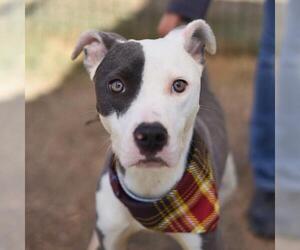 Medium American Staffordshire Terrier-Labrador Retriever Mix