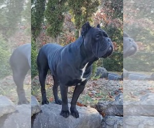 Father of the Cane Corso puppies born on 12/09/2023