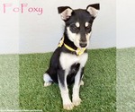 Small Miniature Pinscher-Siberian Husky Mix