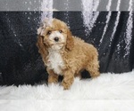 Small #5 Poodle (Toy)