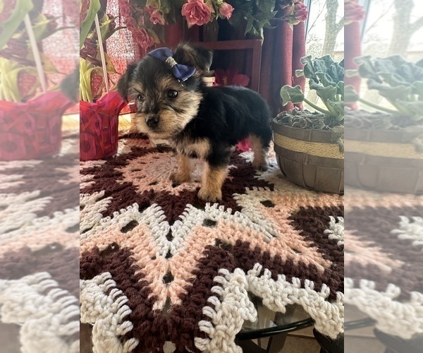 Medium Photo #6 YorkiePoo Puppy For Sale in BARNETT, MO, USA