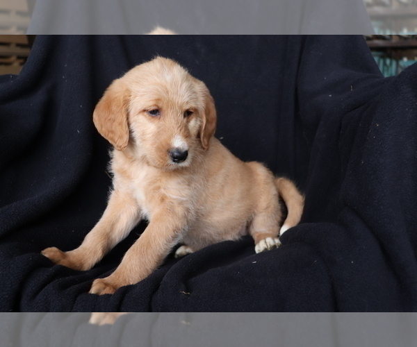 Medium Photo #1 Labradoodle Puppy For Sale in SHILOH, OH, USA
