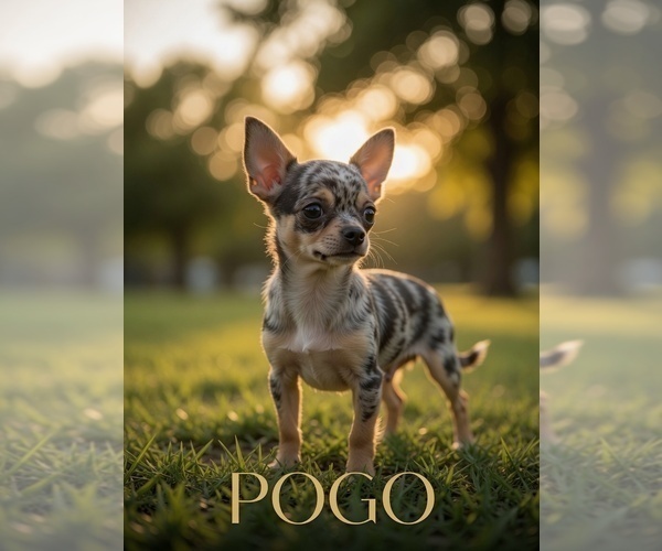 Medium Photo #1 Chihuahua Puppy For Sale in WINSTON SALEM, NC, USA