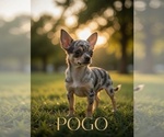 Small Photo #1 Chihuahua Puppy For Sale in WINSTON SALEM, NC, USA