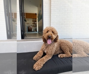 Mother of the Goldendoodle puppies born on 10/07/2025