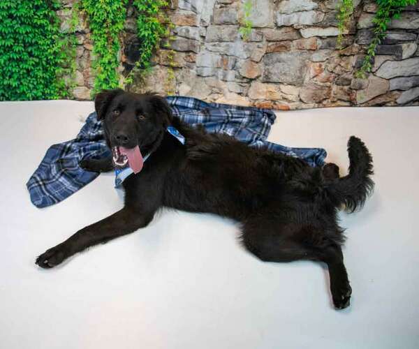 Medium Photo #3 Retriever -Unknown Mix Puppy For Sale in Kennesaw, GA, USA