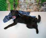 Small #2 Retriever  Mix