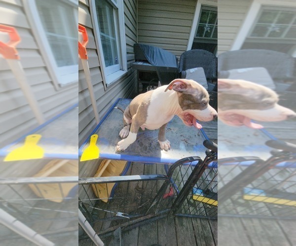 Medium Photo #46 American Bully Puppy For Sale in HARRISBURG, PA, USA