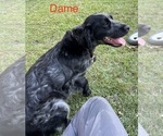 Small Photo #1 English Cocker Spaniel Puppy For Sale in CHERAW, SC, USA