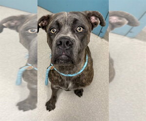 Mutt Dogs for adoption in Las Vegas, NV, USA