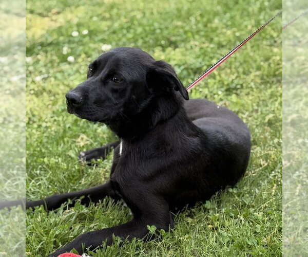 Medium Photo #3 Catahoula Leopard Dog Puppy For Sale in Yardley, PA, USA