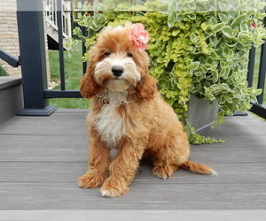 Cavapoo Puppy for sale in MILLERSBURG, OH, USA