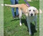 Small #1 Great Pyrenees Mix