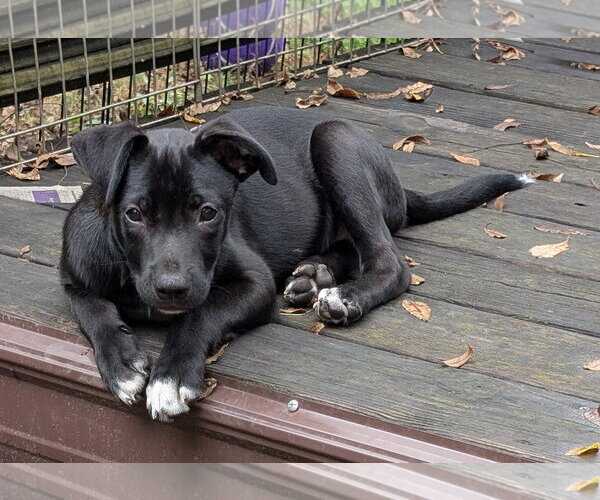 Medium Photo #2 Border-Aussie Puppy For Sale in Des Moines, IA, USA