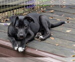 Small #1 Border-Aussie