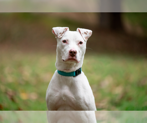 Ziggy - Male American Staffordshire Terrier-Jack Russell Terrier Mix Dog for Adoption - Photo #3