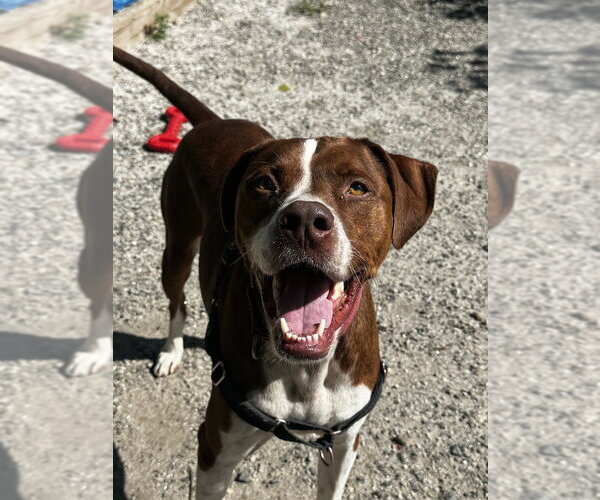 Medium Photo #11 Boxador Puppy For Sale in Elmsford, NY, USA
