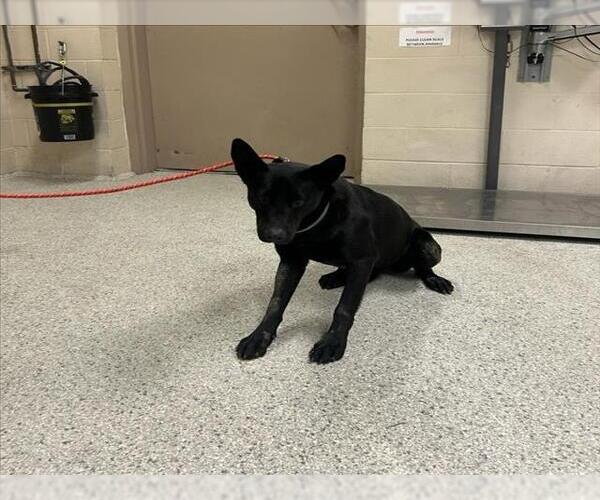 Medium Photo #1 German Shepherd Dog-Unknown Mix Puppy For Sale in Conroe, TX, USA