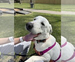 Small Photo #8 Great Pyrenees-Unknown Mix Puppy For Sale in Houston, TX, USA