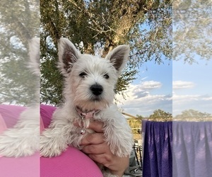 West Highland White Terrier Puppy for sale in PLEASANTON, KS, USA