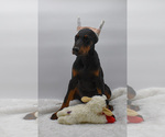 Small #10 Doberman Pinscher