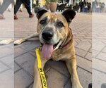 Small American Pit Bull Terrier Mix