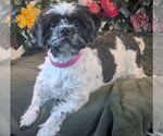 Small Shih Tzu
