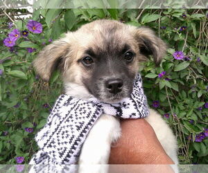 Cock-A-Poo-Unknown Mix Dogs for adoption in San Diego, CA, USA