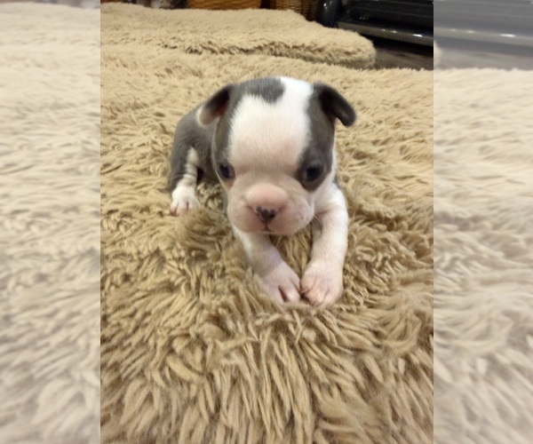 Medium Photo #2 Boston Terrier Puppy For Sale in FREDONIA, KS, USA