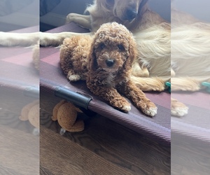 Poodle (Miniature) Puppy for sale in HYATTSVILLE, MD, USA