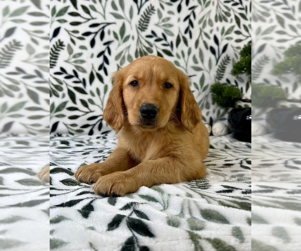 Medium Photo #5 Golden Retriever Puppy For Sale in GREENFIELD, IN, USA