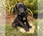 Image preview for Ad Listing. Nickname: Luna