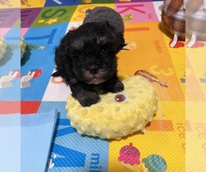 Havanese Puppy for sale in LIVONIA, MI, USA