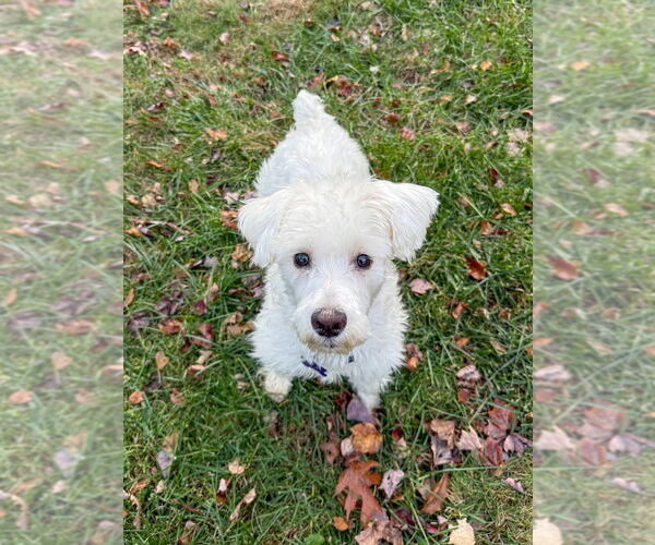 Medium Photo #9 Poodle (Miniature)-Unknown Mix Puppy For Sale in Oak Bluffs, MA, USA