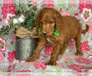 Goldendoodle Puppy for sale in LANCASTER, PA, USA