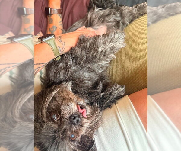 Medium Photo #4 Shih Tzu-Unknown Mix Puppy For Sale in Glen Haven, WI, USA