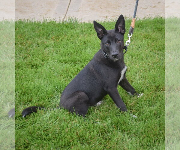 Medium Photo #4 Australian Kelpie-German Shepherd Dog Mix Puppy For Sale in Huntley, IL, USA