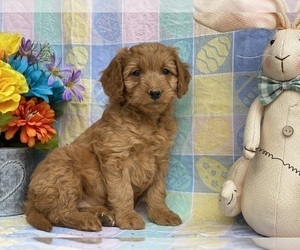 Goldendoodle (Miniature) Puppy for sale in LANCASTER, PA, USA